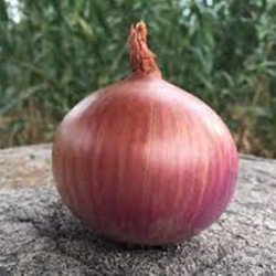 Onion Morada De Amposta