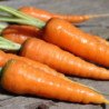 Морковь Мускат