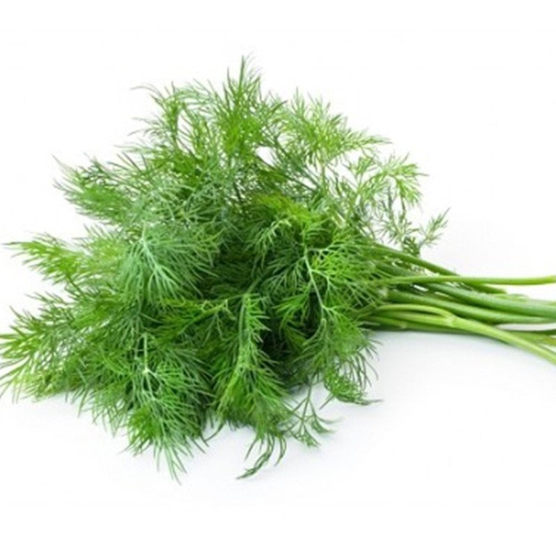 Green Fennel Feuill Verte De Nimes