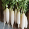 Radish White Breakfast