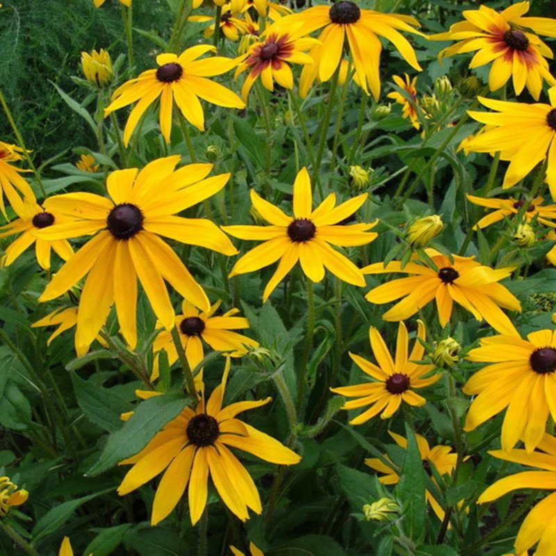 Black Eyed Susan