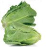 Romaine Cos Lettuce Jericho
