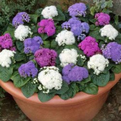 Ageratum Mix