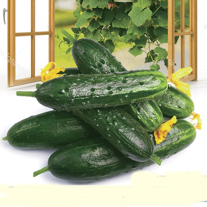 Cucumber Summer Town