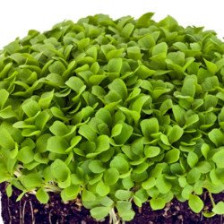 Microgreen Seed Green Basil