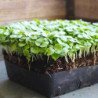 Microgreen Seed Green Basil
