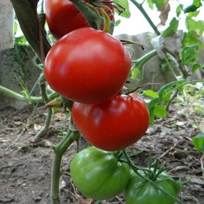 Tomato Northern Queen