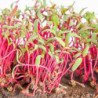 Microgreen Seed Beetroot