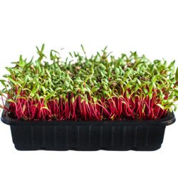 Microgreen Seed Beetroot