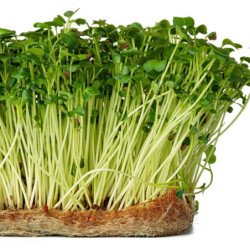 Microgreen Seed Radish Daikon