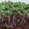 Microgreen Seed Red Cabbage