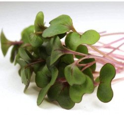 Microgreen Seed Red Cabbage