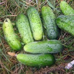 Cucumber Ira F1