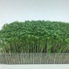 Microgreen Seed Cress