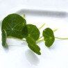 Microgreen Seed Nasturtium