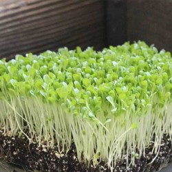 Microgreen Seed Lettuce Leaf Green