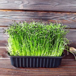 Microgreen Seed Chives