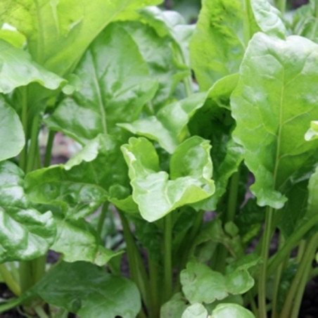 Chard Mangold Perpetual Spinach