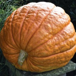 Pumpkin Dills Atlantic Gigant Scale