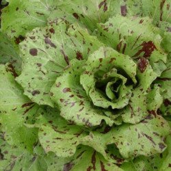 Chicory Radicchio Variegata Di Castelfranco