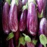 Eggplant Aubergine Tsakoniki