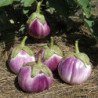 Eggplant Aubergine Rotunda F1
