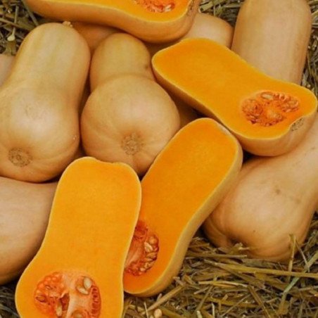 Pumpkin Izyuminka