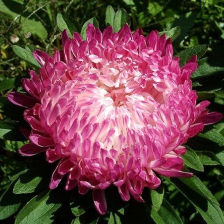 Aster Milady Red