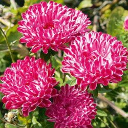 Aster Milady Red