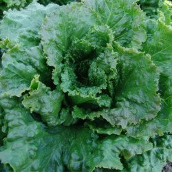 Leaf Lettuce Herkules