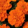 Marigold Dwarf Orange Flight