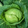 Cabbage Vandergaw All Season