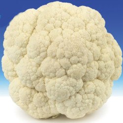 Cauliflower Pionier Des Nordes