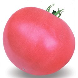 Tomato Pink Status F1