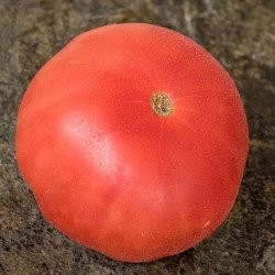 Tomato Beef Seller Pink F1