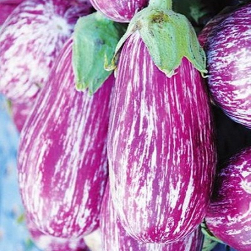 Eggplant Aubergine Pandora Di Mazzarino