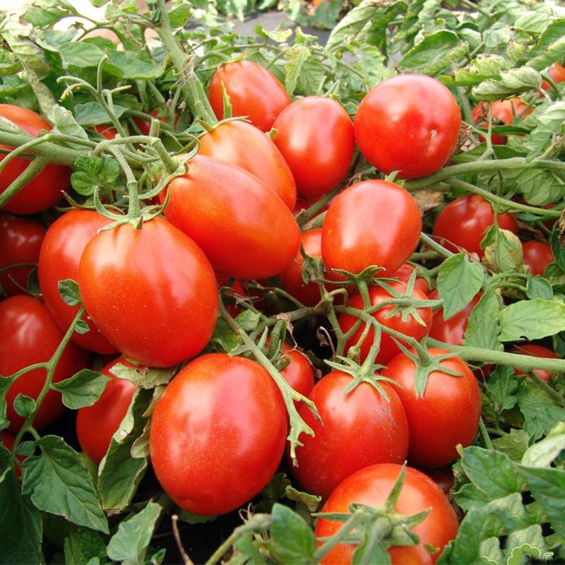 Tomato Terion