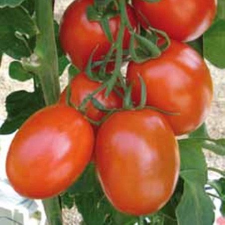 Tomato Corleone