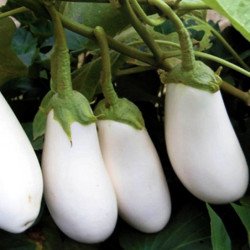 Eggplant Aubergine Casper Blanc