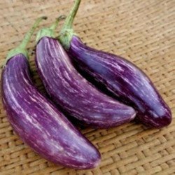 Eggplant Aubergine Greek Tsakoniki