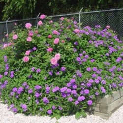 Trailing Verbena Lilac-Blue