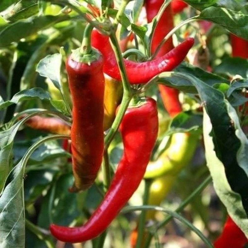 Sweet Pepper Goat Horn