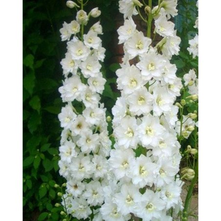 Forking Larkspur White King