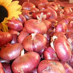 Onion Vernina Di Certaldo