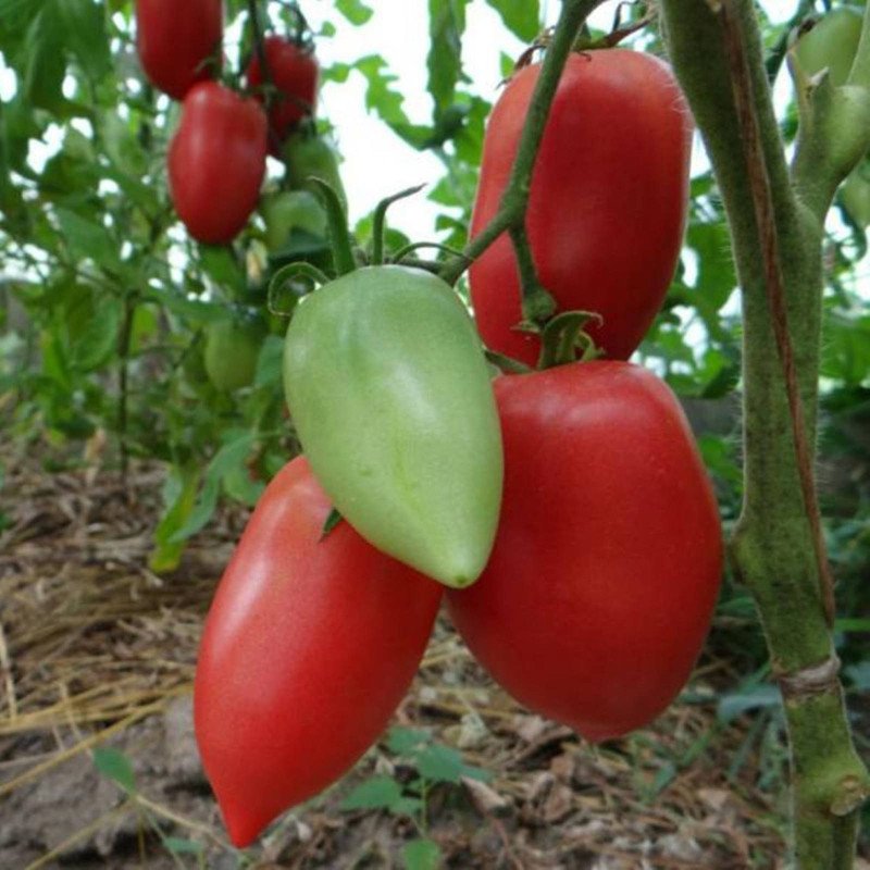 Tomato Red Koenigsberg