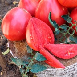 Tomato Velmozha