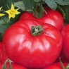 Tomato Tourmaline