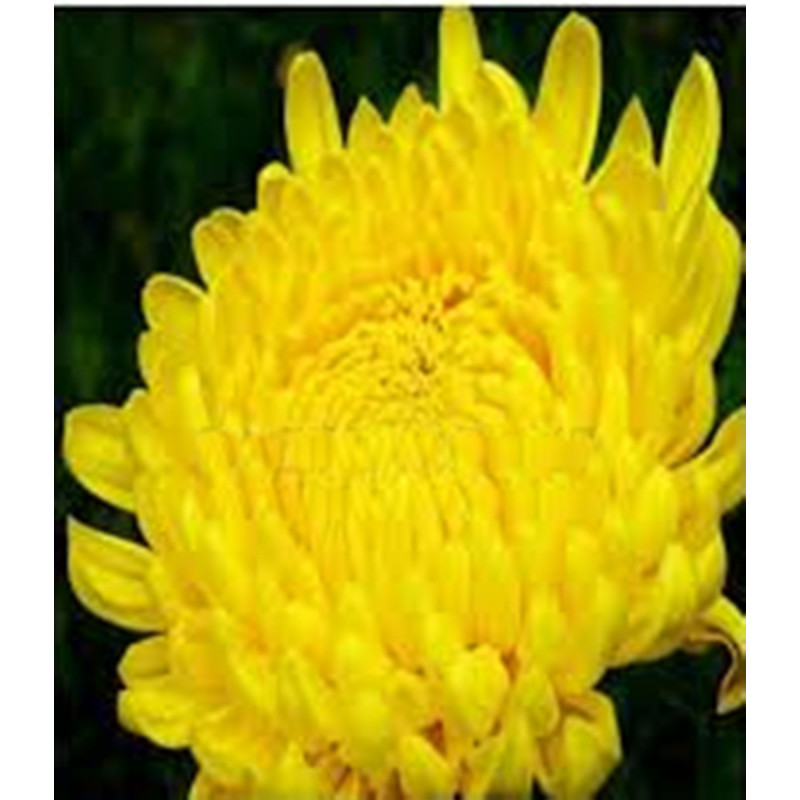 Айстра півонієподібна Соната