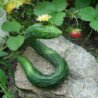 Cucumber Serpentine