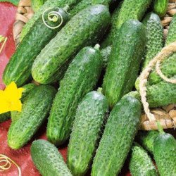 Cucumber Top Seller F1